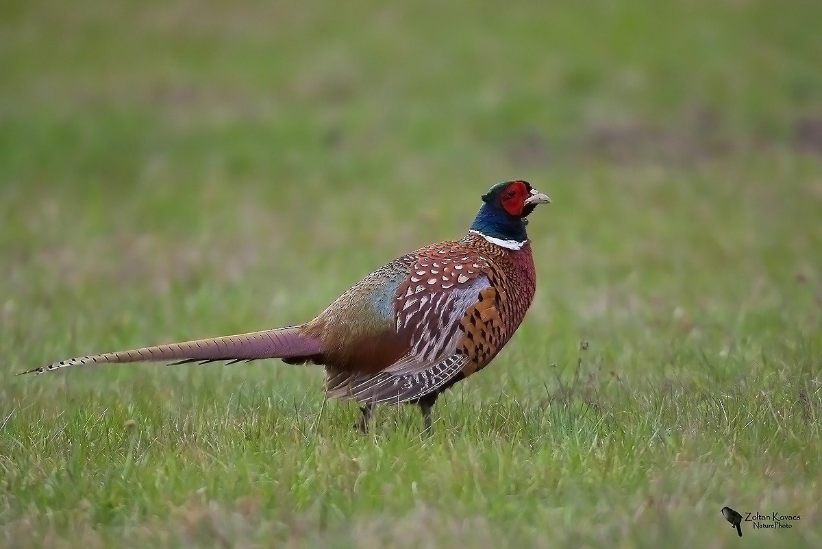 Ring-necked Pheasant - ML205802831