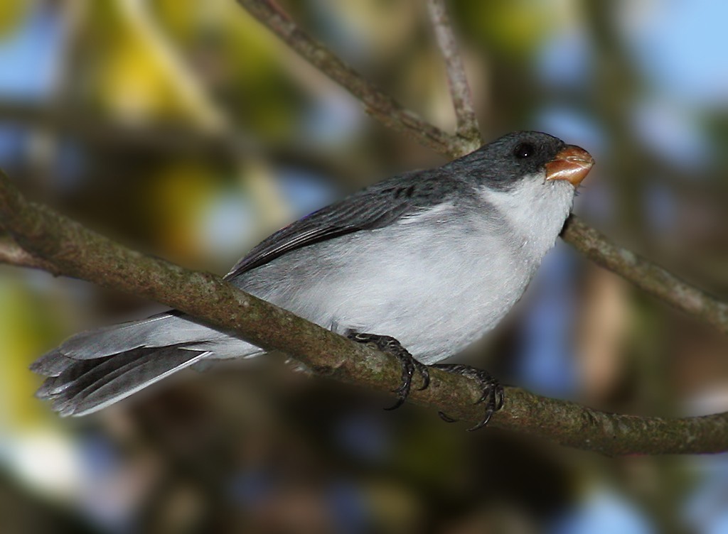 White-bellied Seedeater - ML205803191