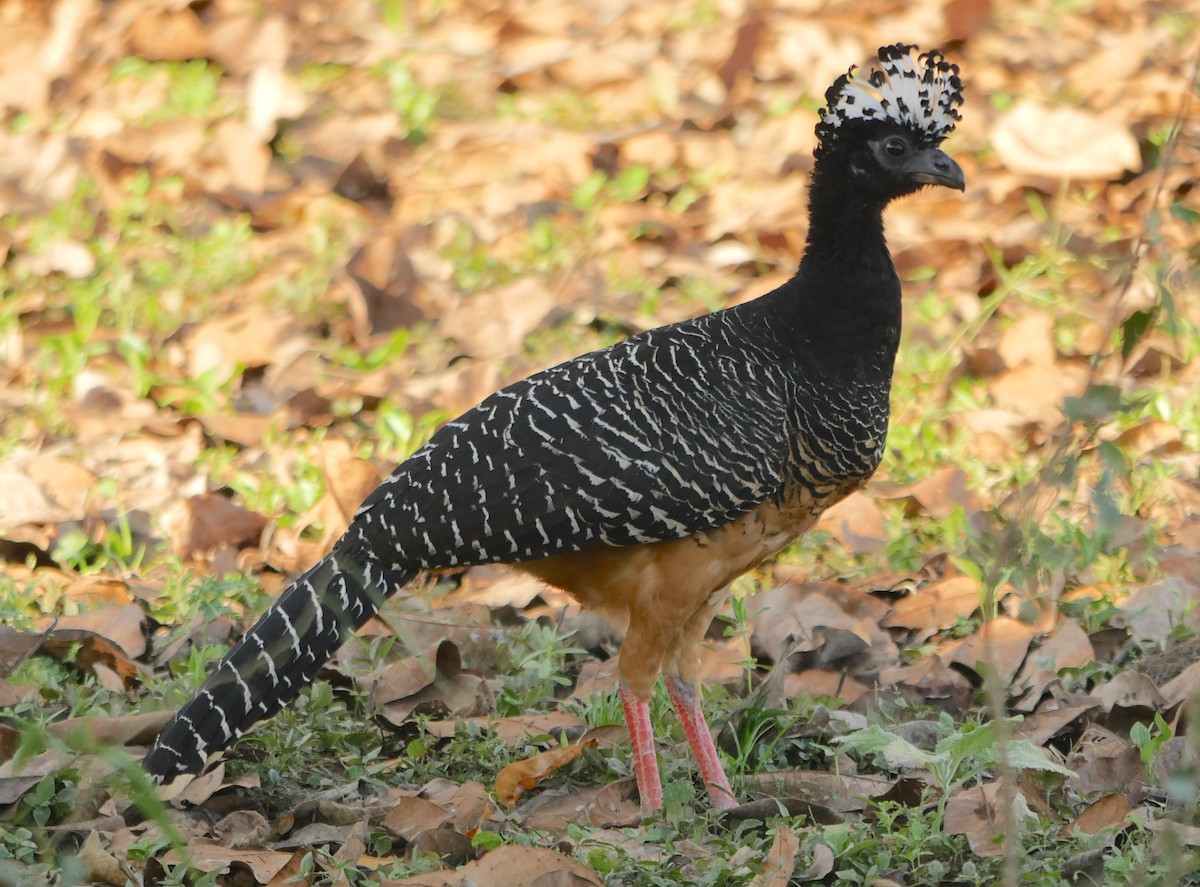Bare-faced Curassow (Bare-faced) - ML205803271