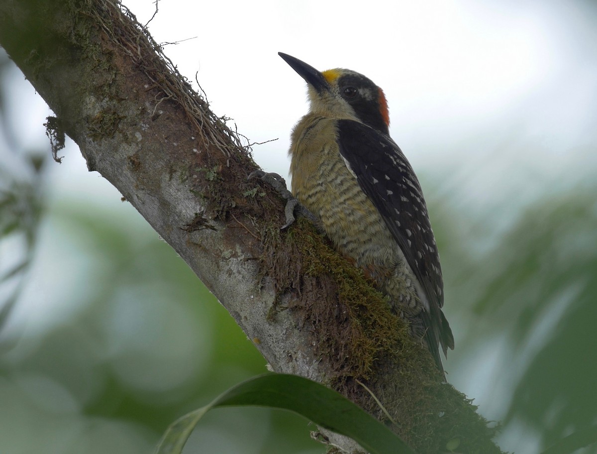 Black-cheeked Woodpecker - ML205803371