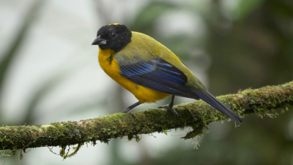 Black-chinned Mountain Tanager - ML205803381