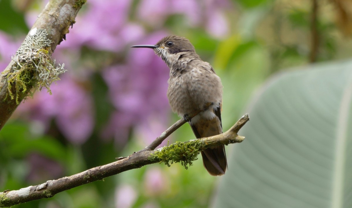 kolibřík fialovouchý - ML205803401
