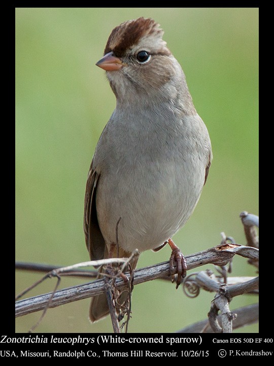 White-crowned Sparrow (leucophrys) - Peter Kondrashov