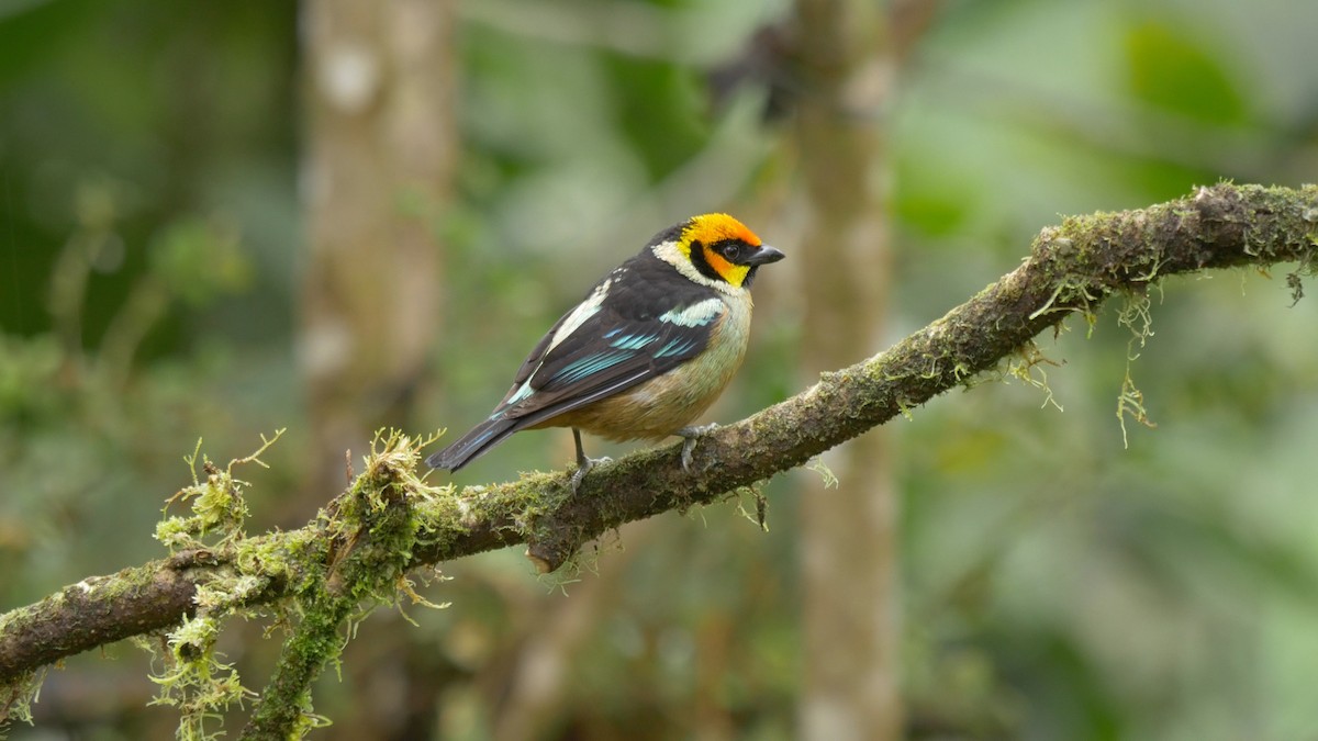 Flame-faced Tanager (Yellow-faced) - ML205803511