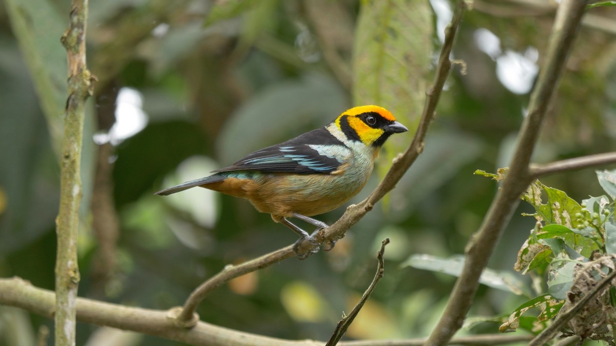 Flame-faced Tanager (Yellow-faced) - ML205803521