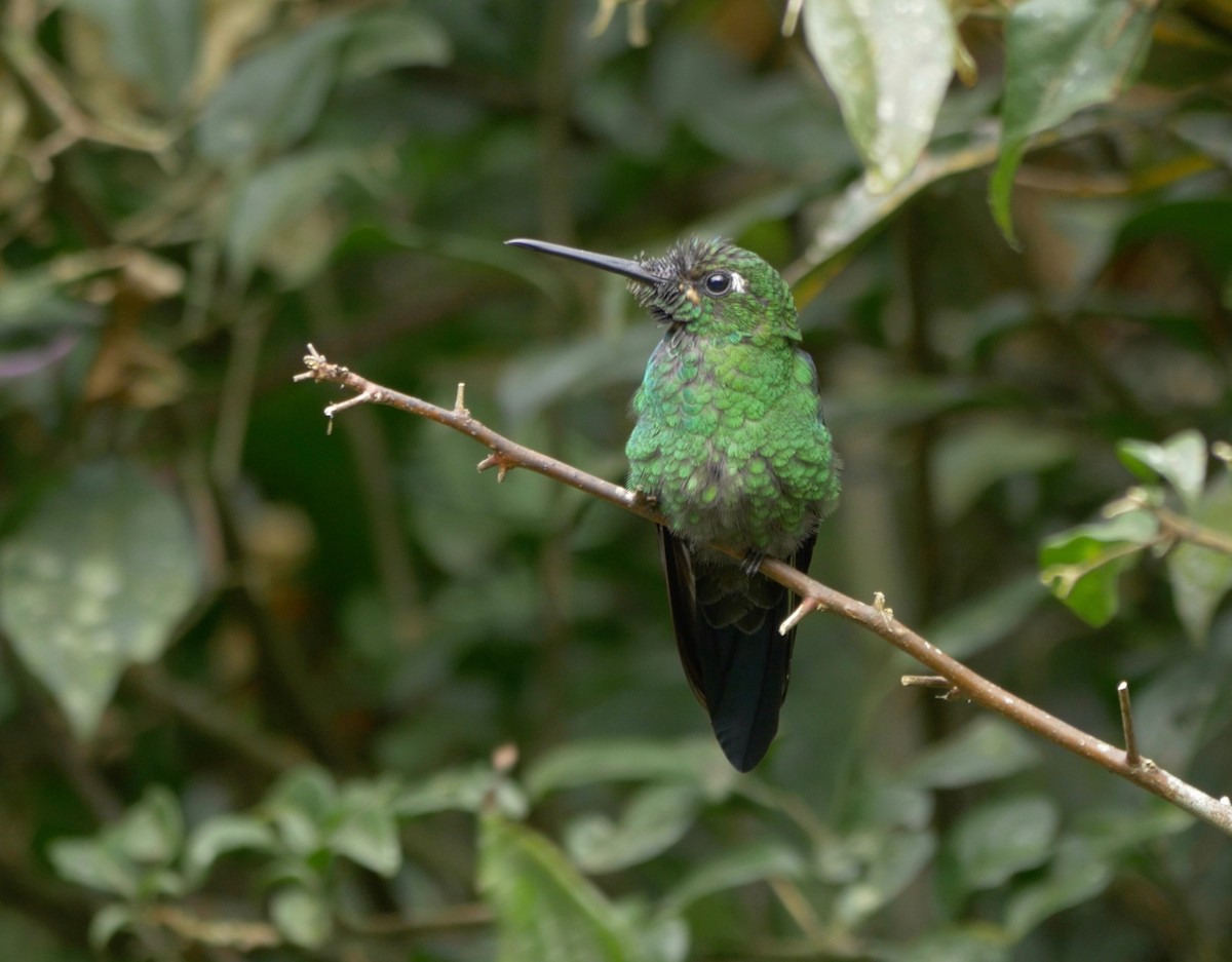Green-crowned Brilliant - ML205803621