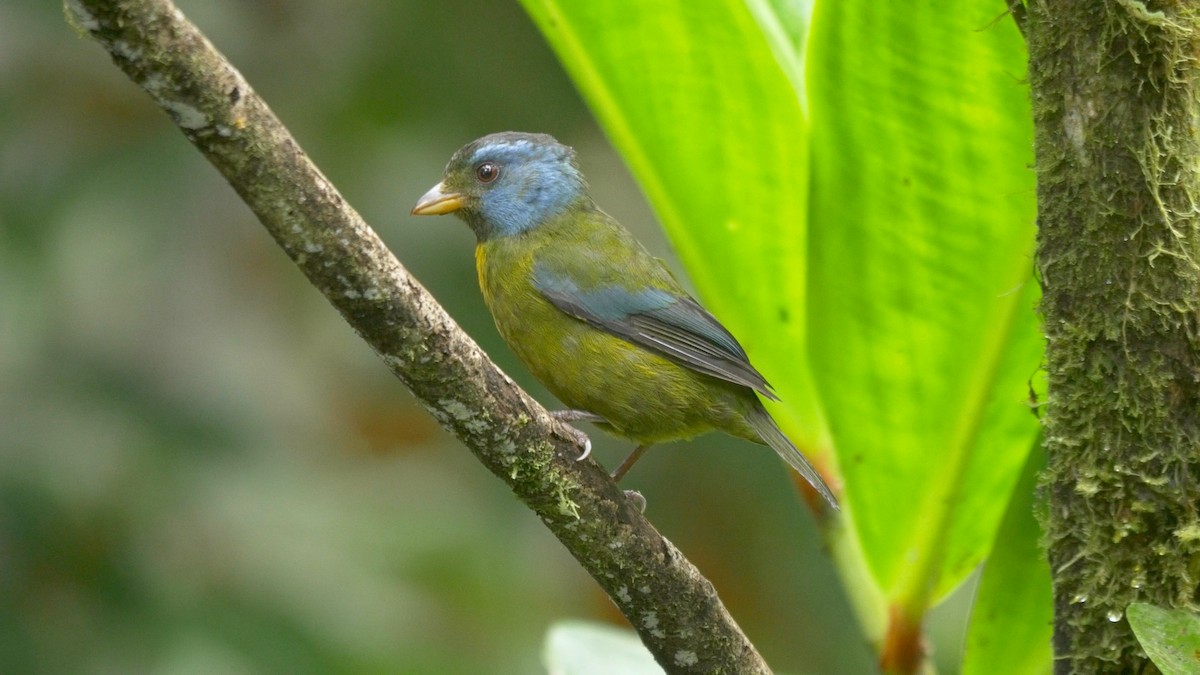 Moss-backed Tanager - ML205803631