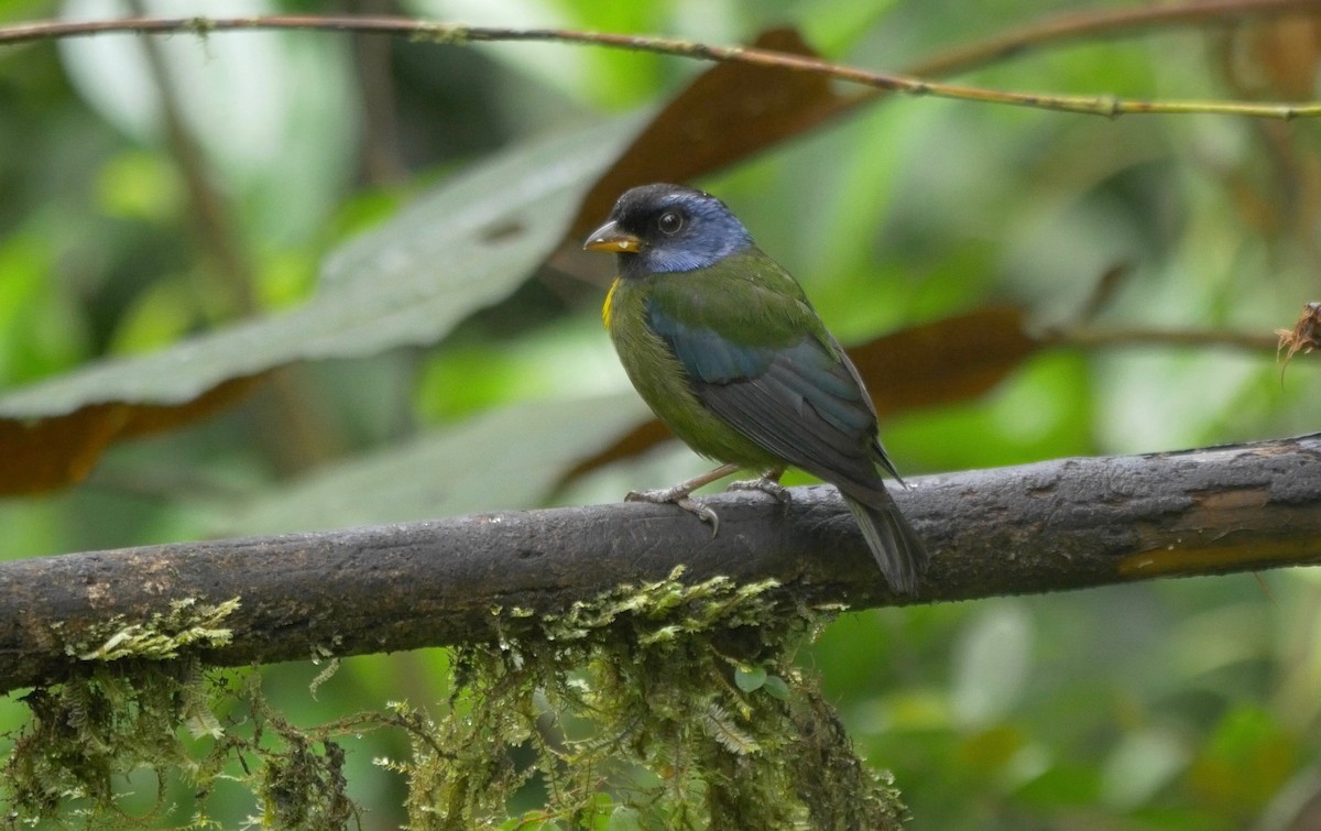 Moss-backed Tanager - ML205803641