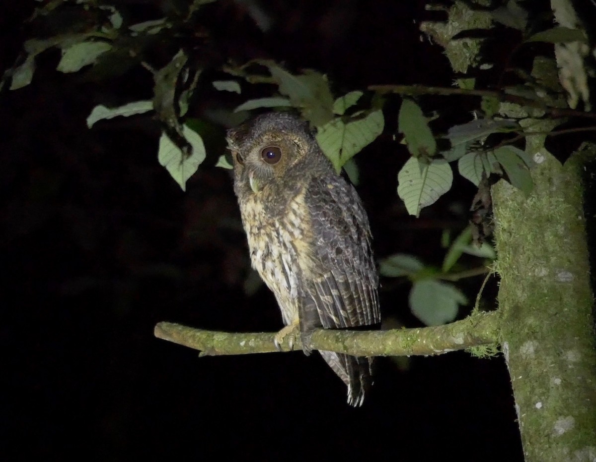 Mottled Owl (Mottled) - ML205803651