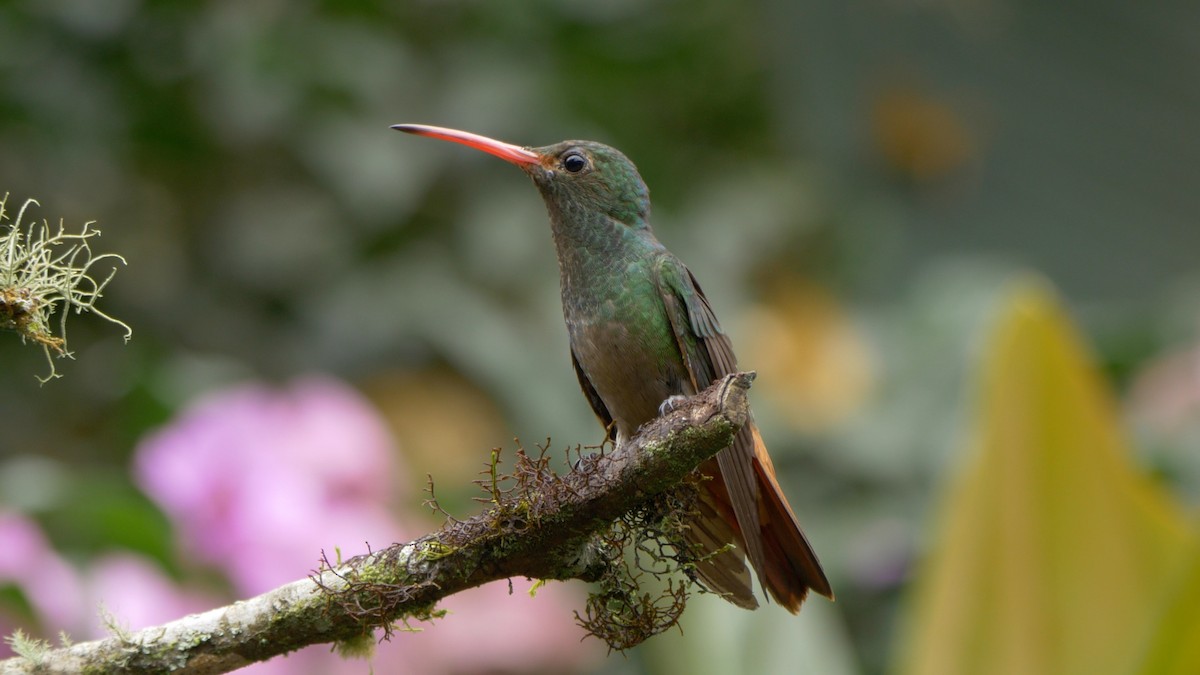 Rufous-tailed Hummingbird (Rufous-tailed) - ML205803711