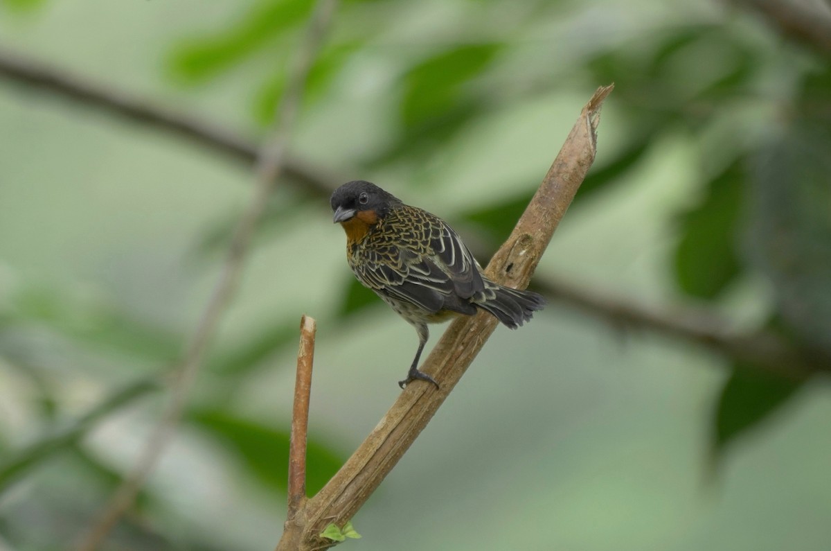 Rufous-throated Tanager - ML205803721