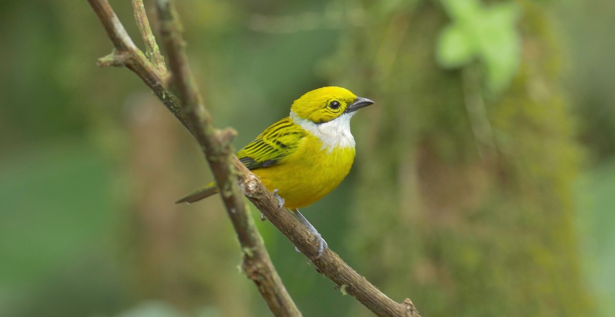 Silver-throated Tanager - Greg Baker