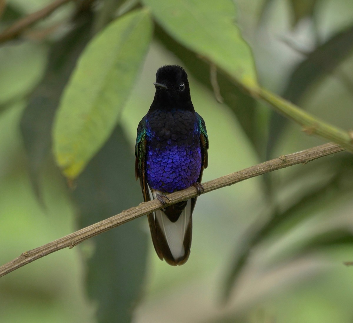 kolibřík hyacintový - ML205803801