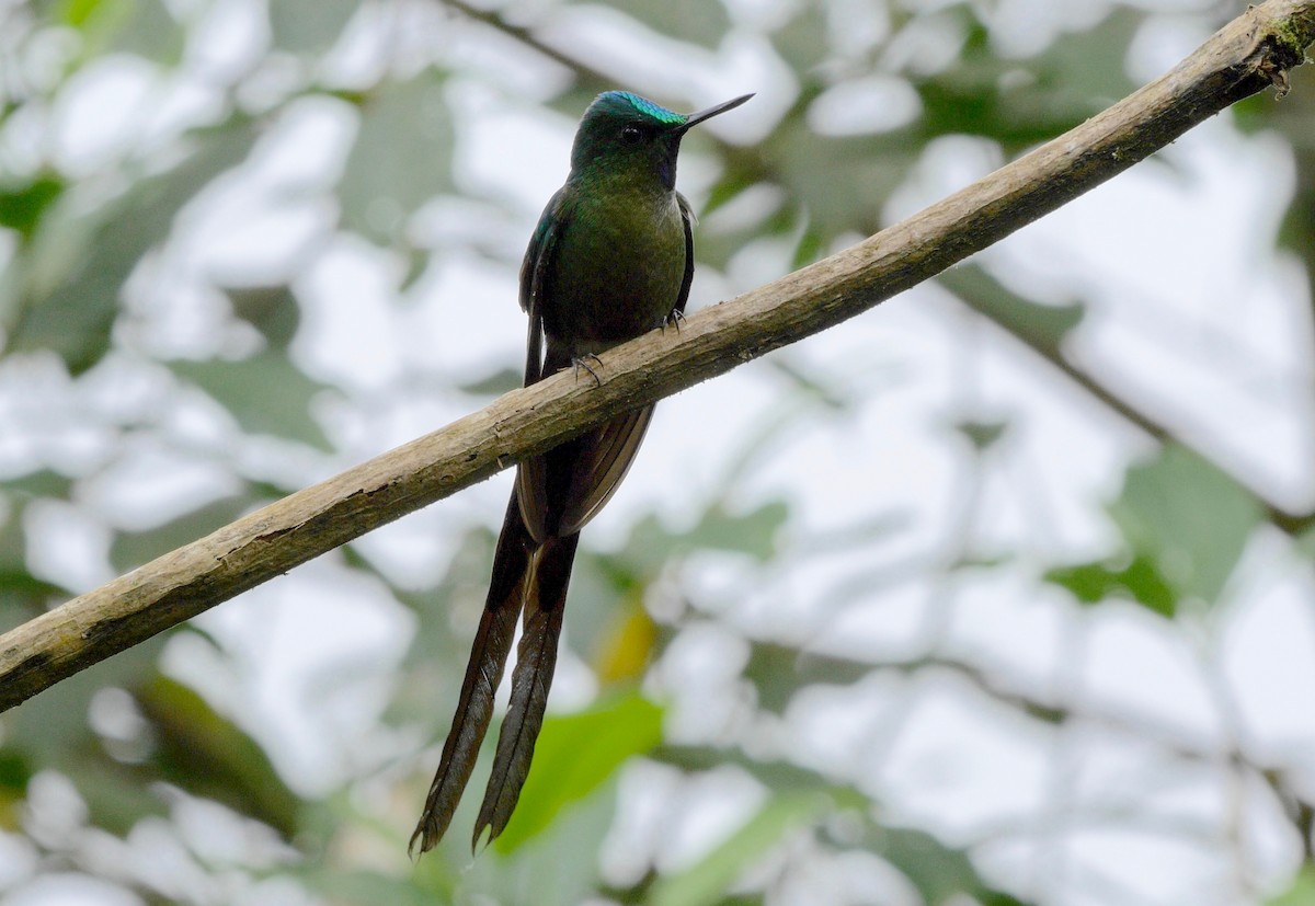 Violet-tailed Sylph - ML205803811