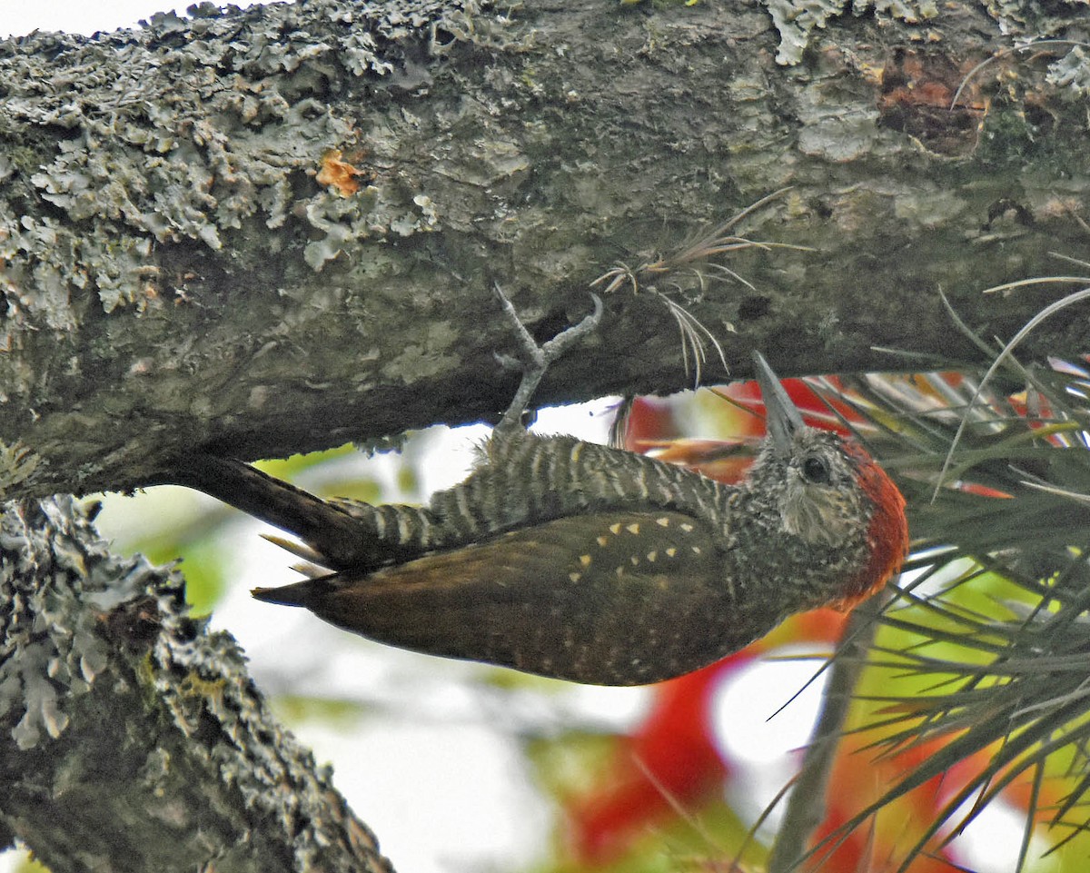 Dot-fronted Woodpecker - ML205803851