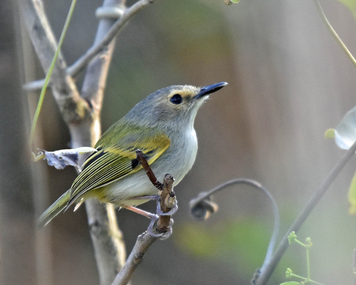 Rusty-fronted Tody-Flycatcher - ML205803901