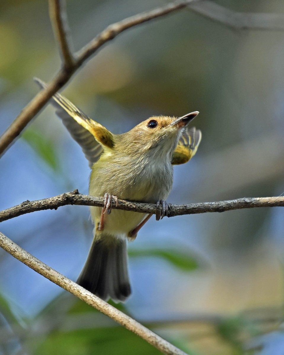 Rusty-fronted Tody-Flycatcher - ML205803911