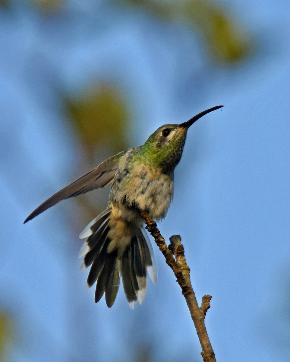 kolibřík rudozobý - ML205803921