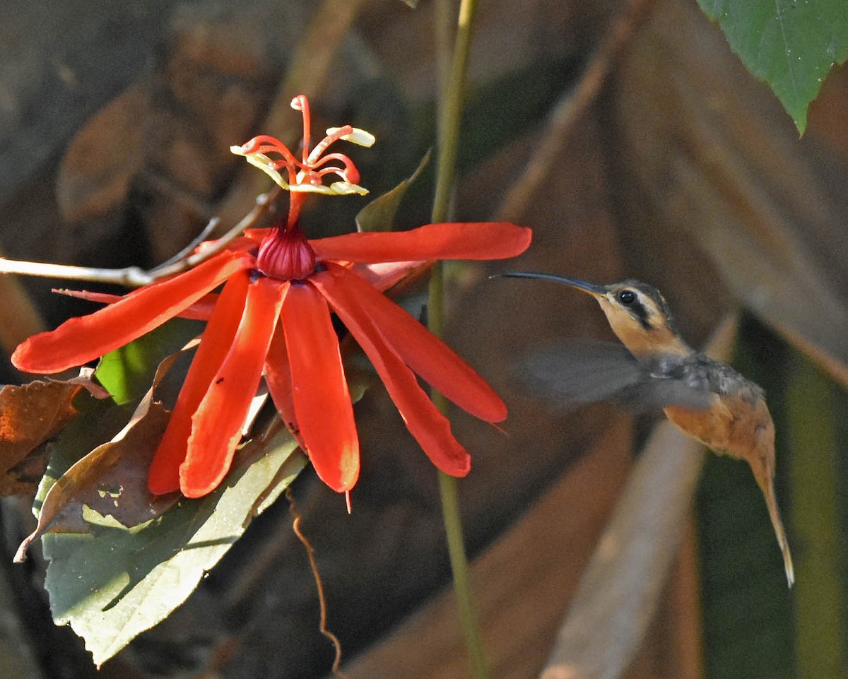 kolibřík malý - ML205804051
