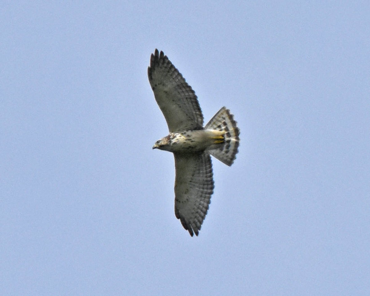 Broad-winged Hawk (Northern) - Tini & Jacob Wijpkema