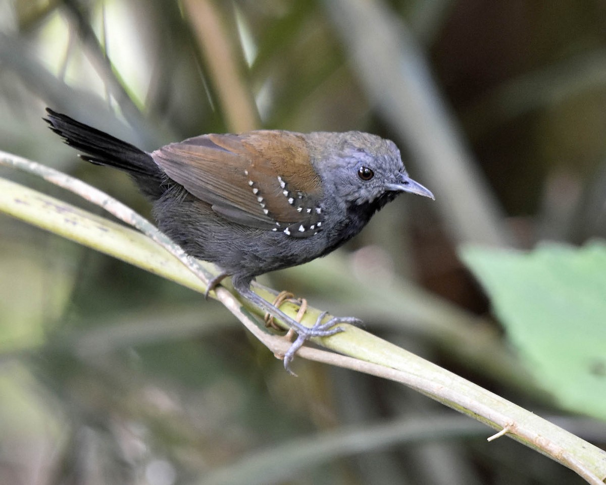 Black-throated Antbird - ML205804161