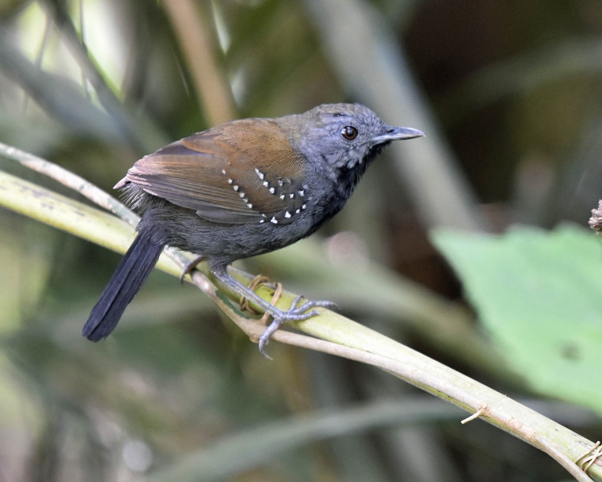 Black-throated Antbird - ML205804171
