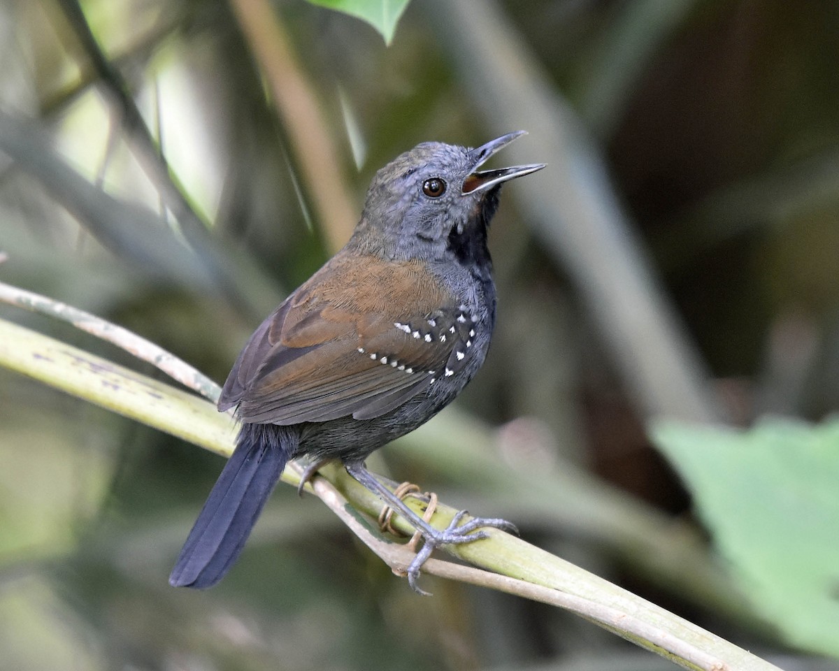 Black-throated Antbird - ML205804201