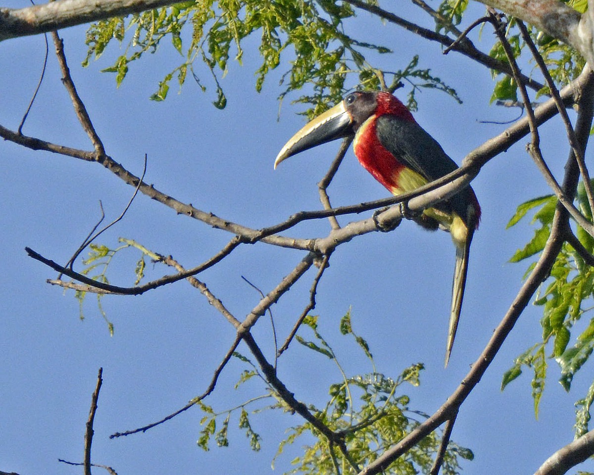 Red-necked Aracari (Western) - ML205804281