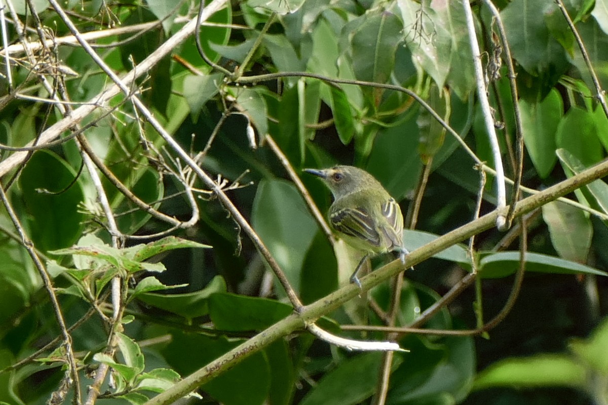 Smoky-fronted Tody-Flycatcher - ML205804641