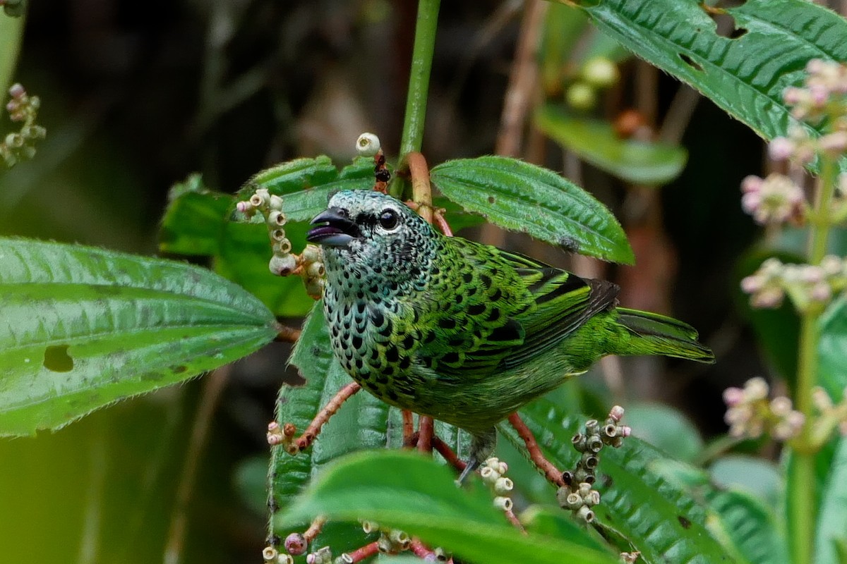 Spotted Tanager - Alexandre Vinot