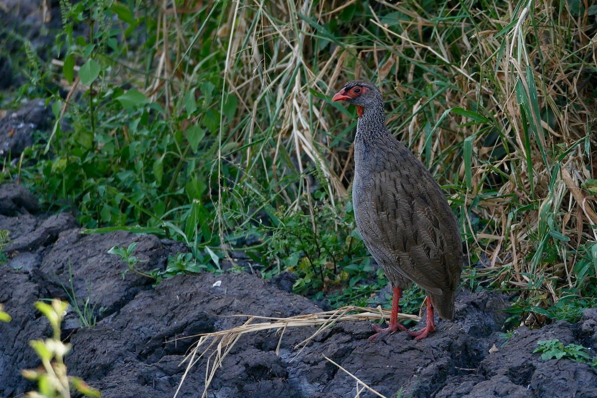 Red-necked Francolin (Cranch's) - ML205804711