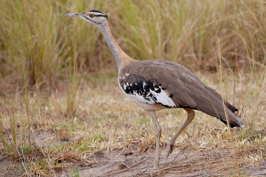 Denham's Bustard (Denham's) - eBird