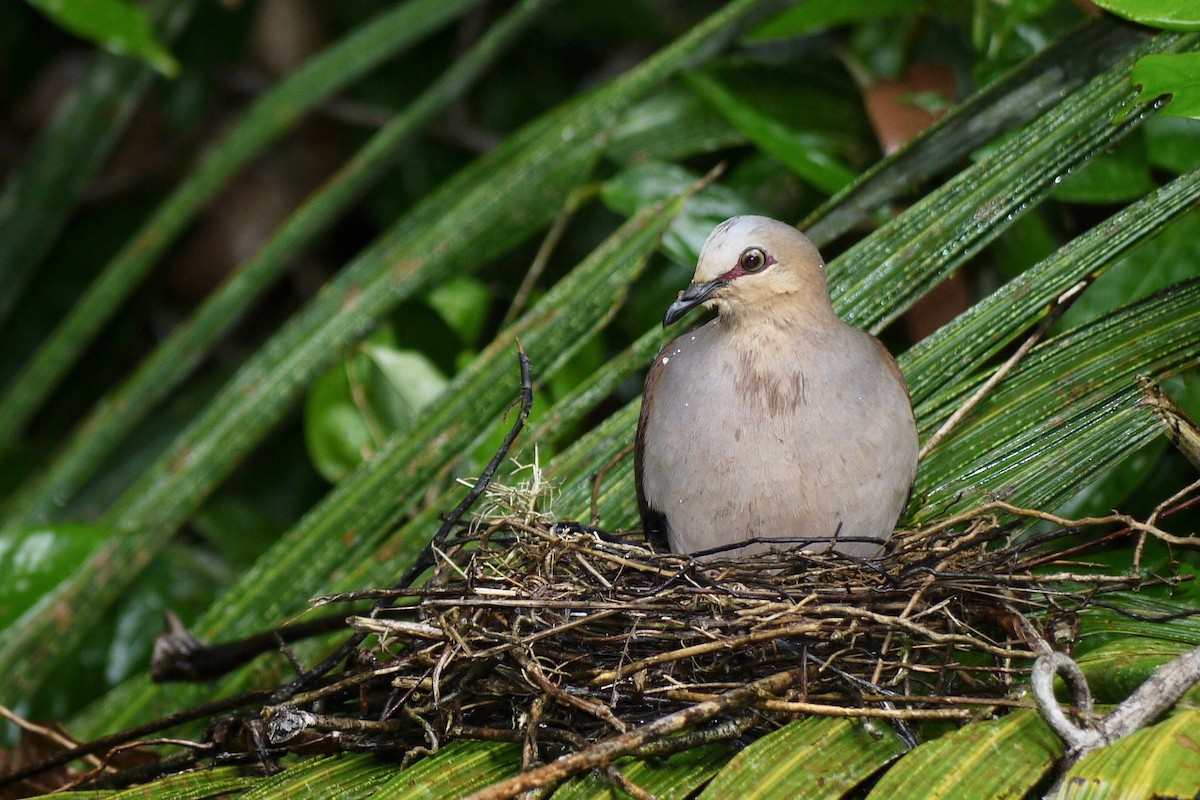Gray-fronted Dove - ML205804771