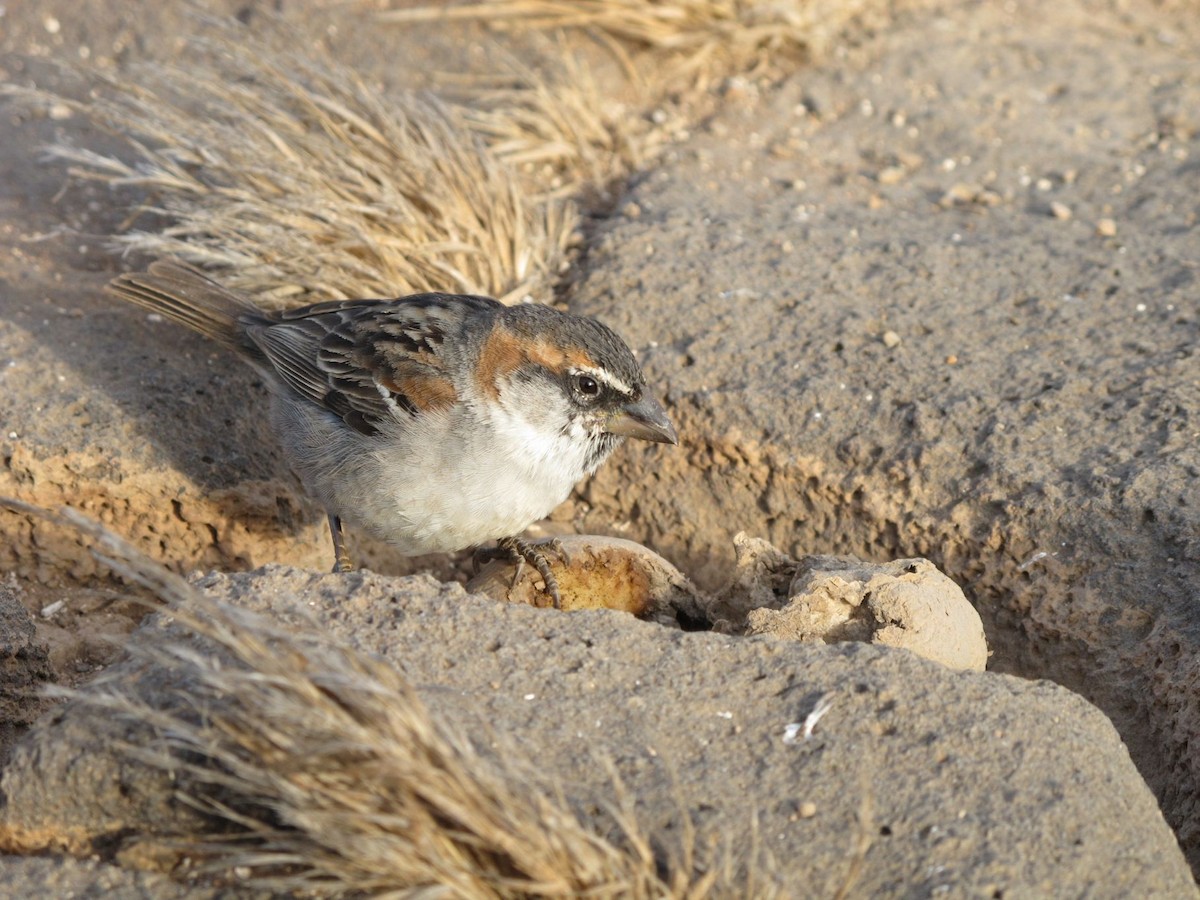 Cape Verde Sparrow - ML205804841