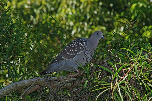 シロボシバト Maculosa Ebird