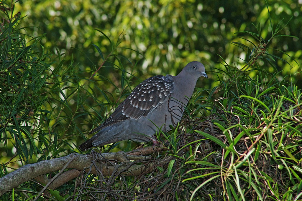 Spot-winged Pigeon (maculosa) - ML205805091