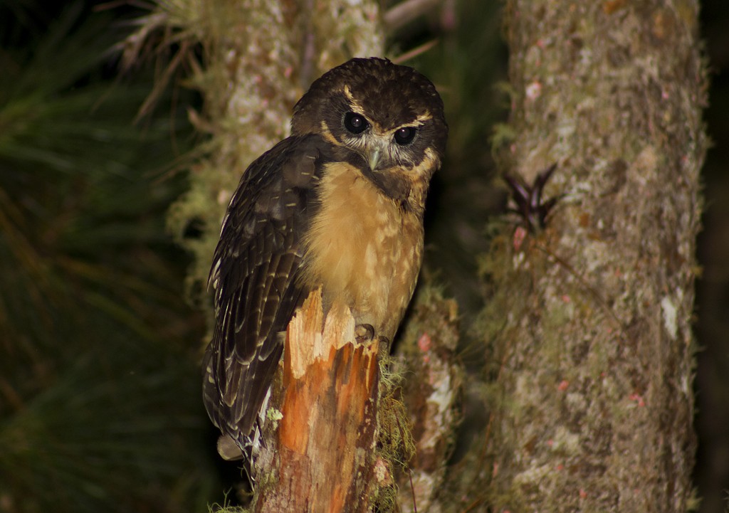 Tawny-browed Owl - Bruno Salaroli