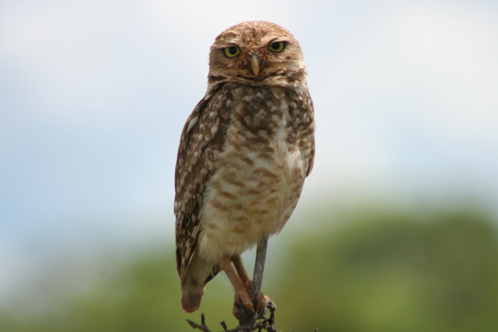 Burrowing Owl - Bruno Salaroli