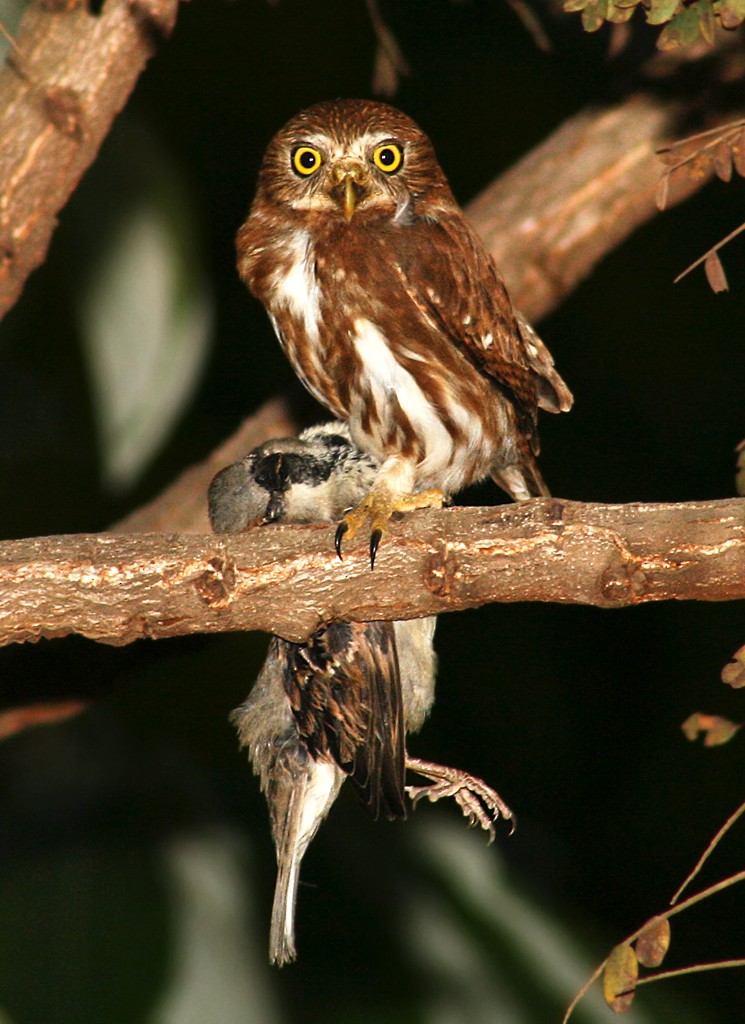 Ferruginous Pygmy-Owl (Ferruginous) - Bruno Salaroli