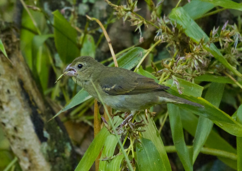 Buffy-fronted Seedeater - ML205805291
