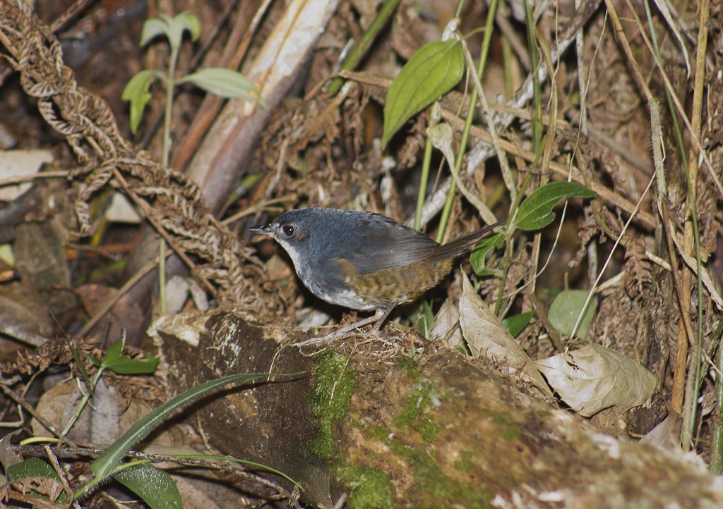 White-breasted Tapaculo - ML205805321