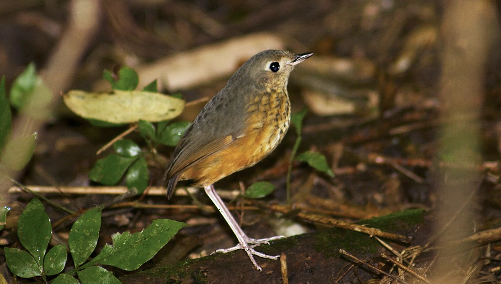 Speckle-breasted Antpitta - ML205805331