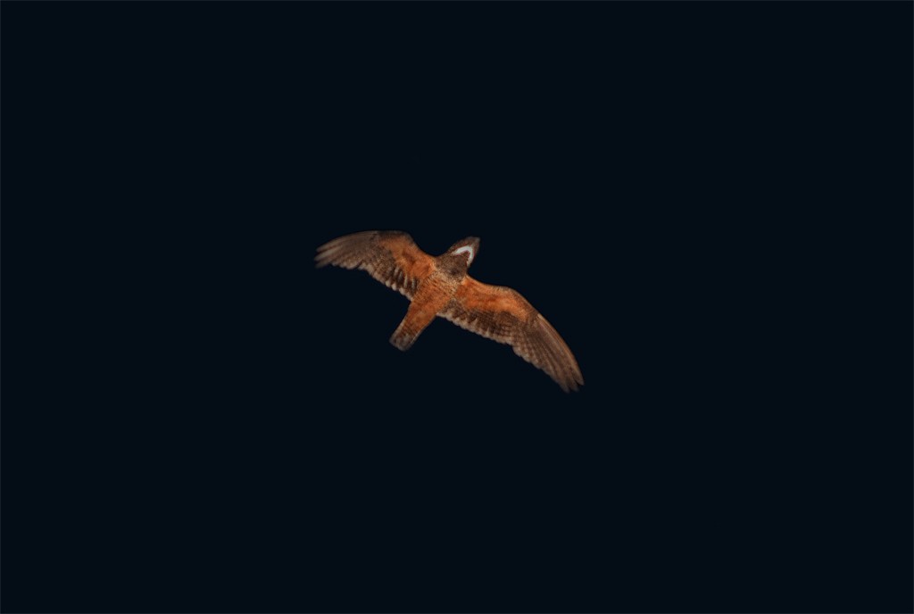 Short-tailed Nighthawk (nattereri) - ML205805351