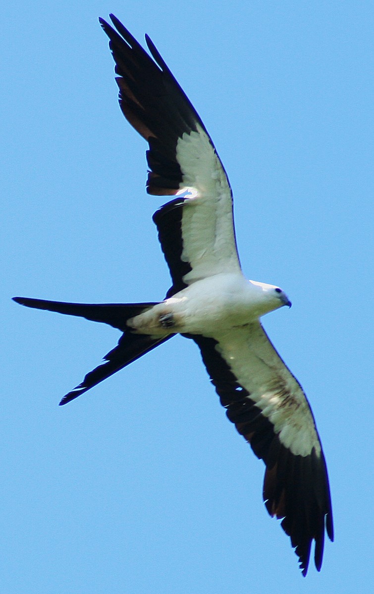 Swallow-tailed Kite - ML205805391