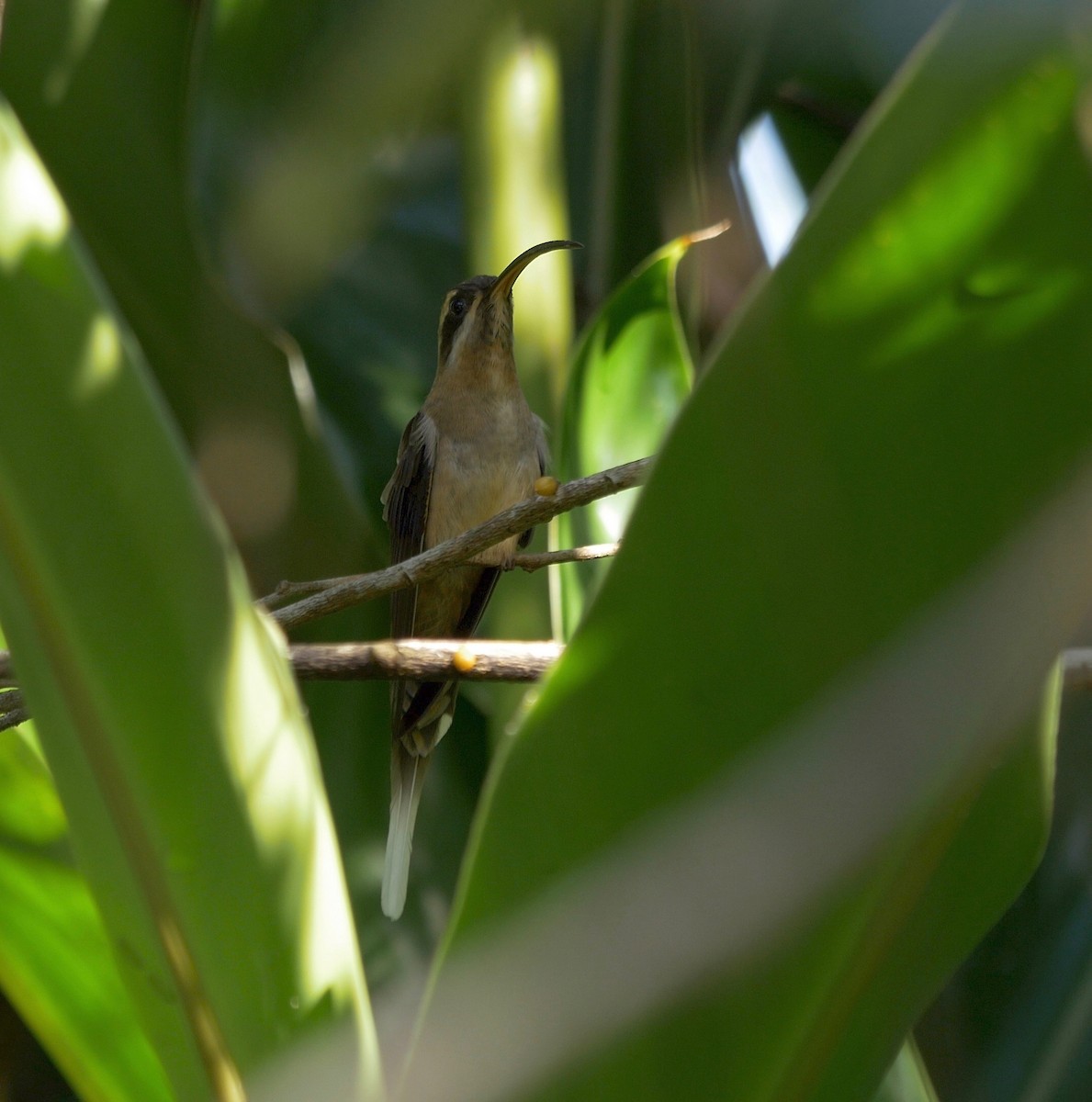 Long-billed Hermit (Central American) - ML205805421