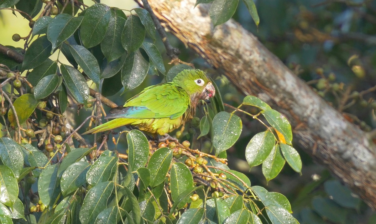 Olive-throated Parakeet (Aztec) - ML205805441