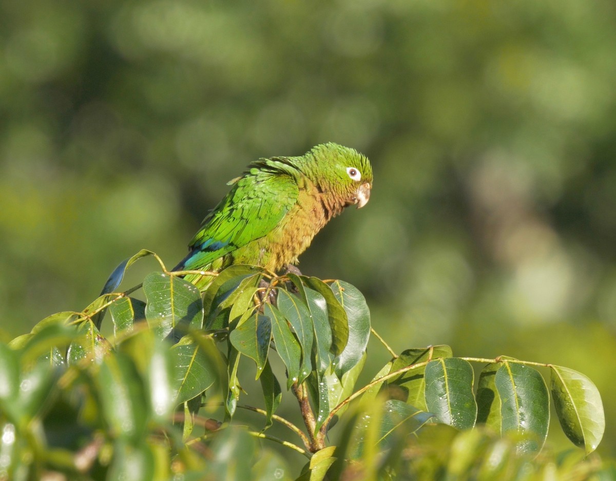 Olive-throated Parakeet (Aztec) - Greg Baker