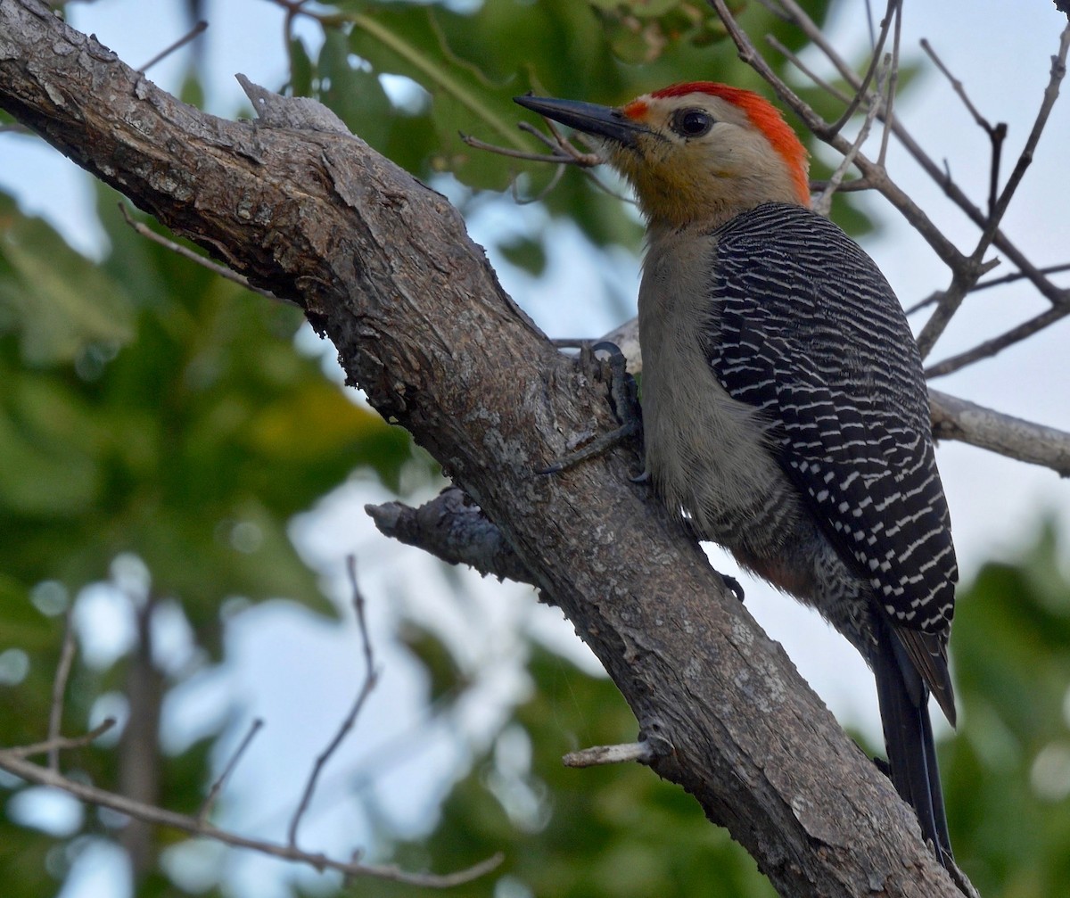 Golden-fronted Woodpecker (Velasquez's) - ML205805481