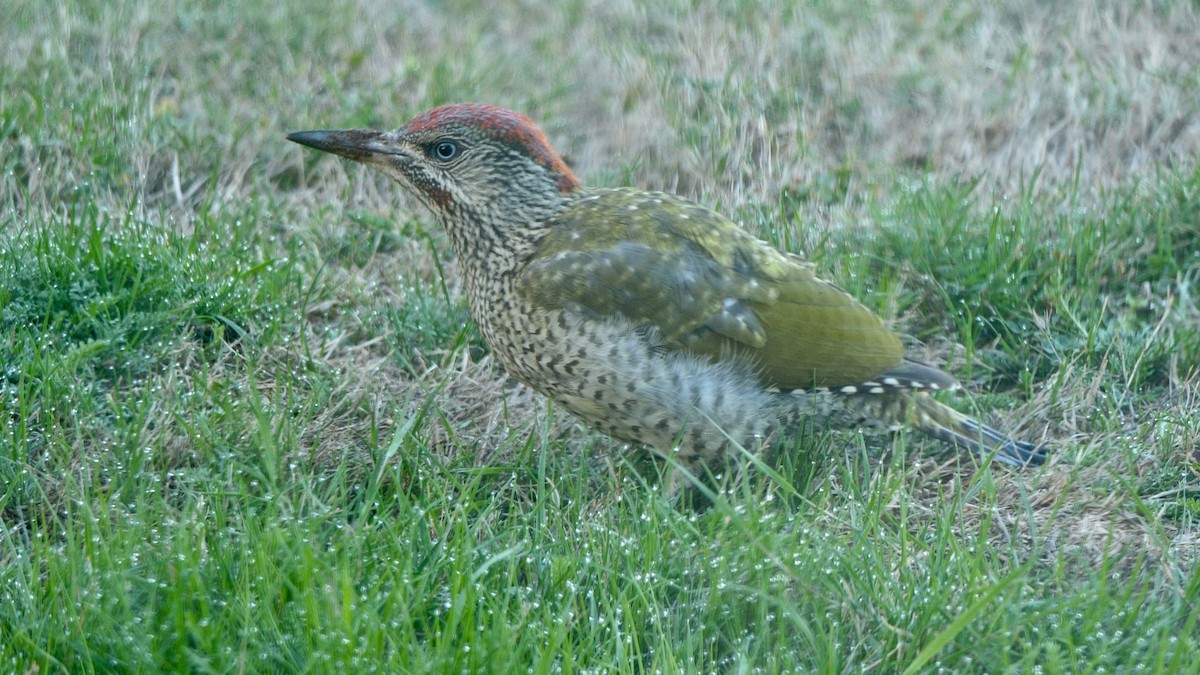 Eurasian Green Woodpecker (Eurasian) - ML205805791
