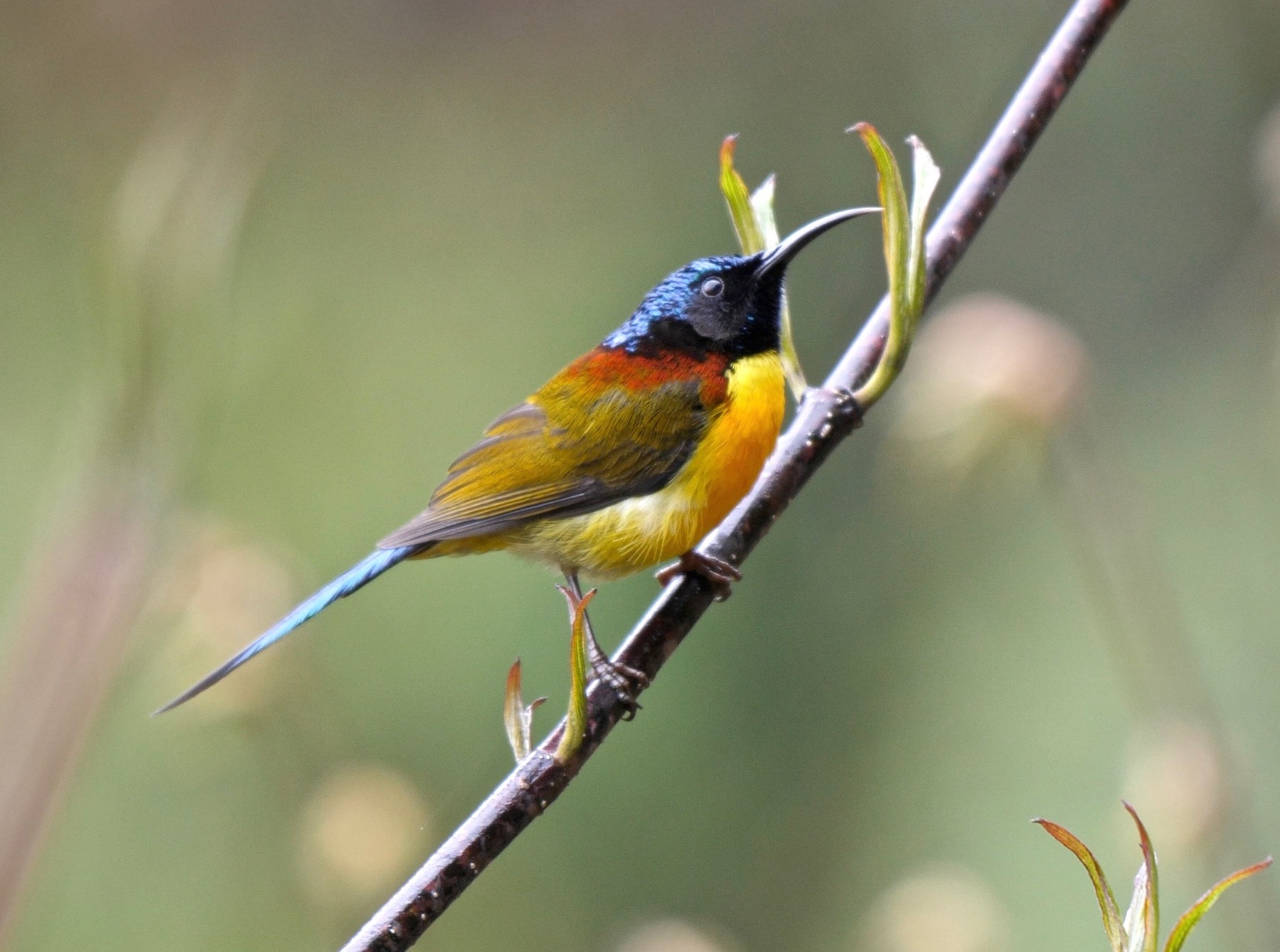 นกกินปลีหางยาวเขียว (หิมาลัย) - eBird